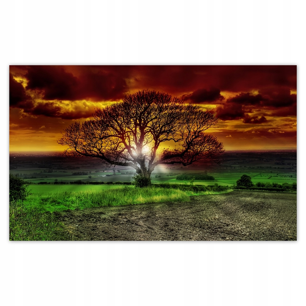 

Fototapety flizelina 416x254 Magiczne drzewo