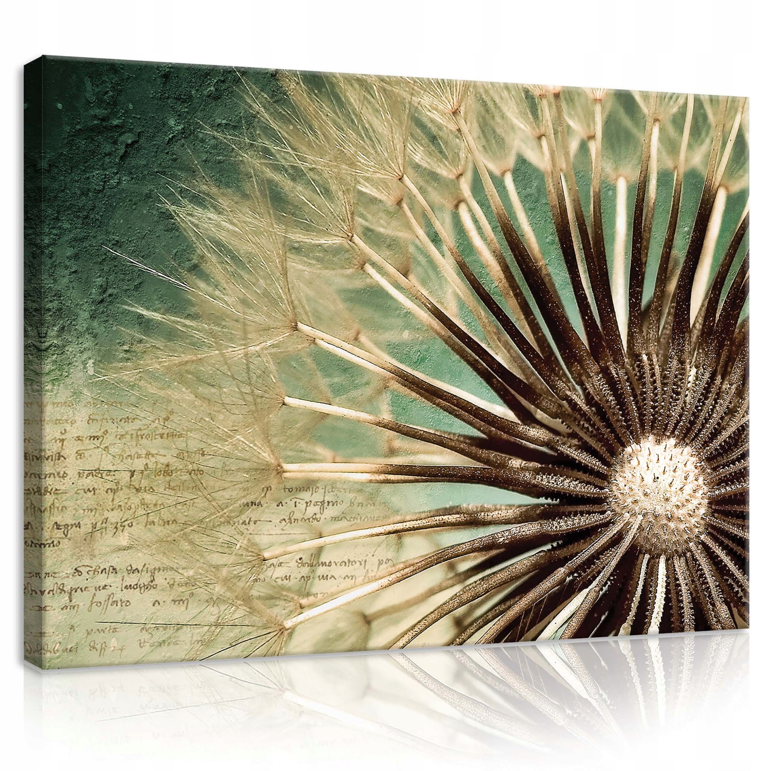 Obraz 80x60 Pampeliška lékařská semena makro jemnost příroda detaily