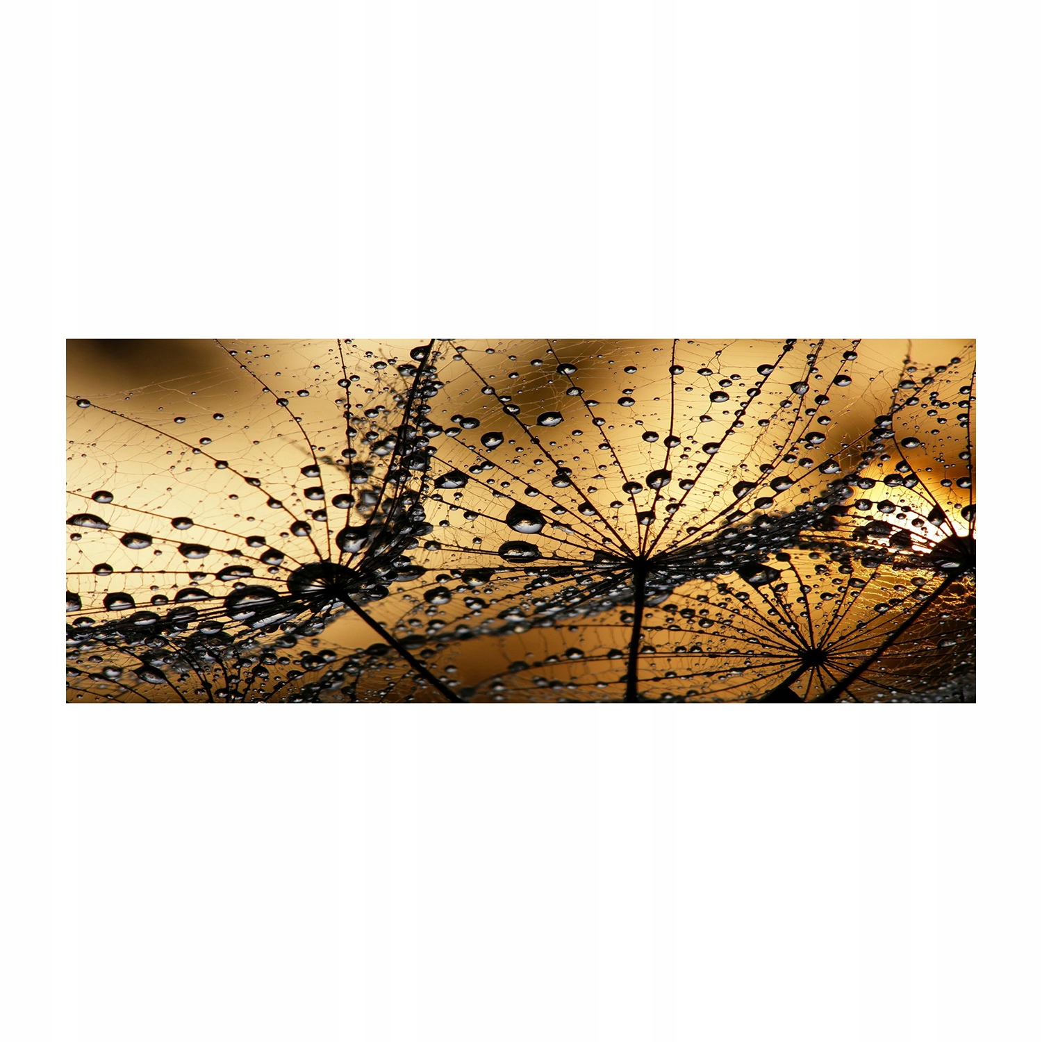 

Foto obraz szkło akryl Nasiona dmuchawca 125x50 cm