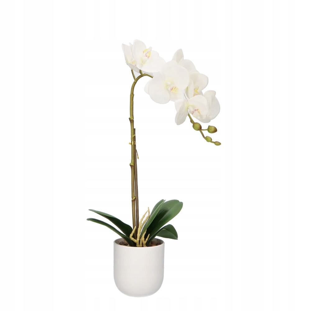 kwiat storczyk w doniczce 50cm — 4