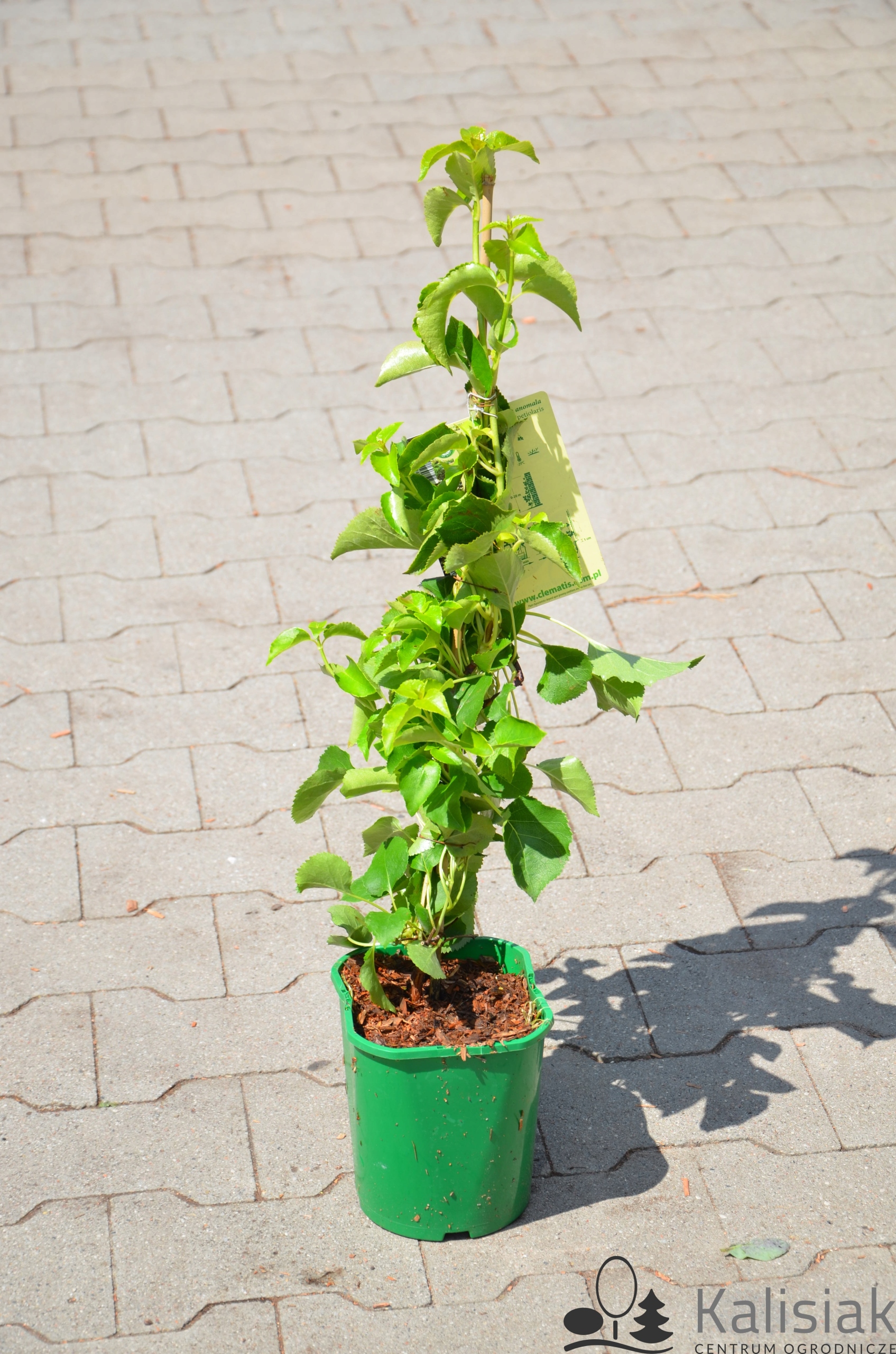 Hydrangea anomala Subsp. Петиоларис гортензия вьющаяся 40-60 см 2л
