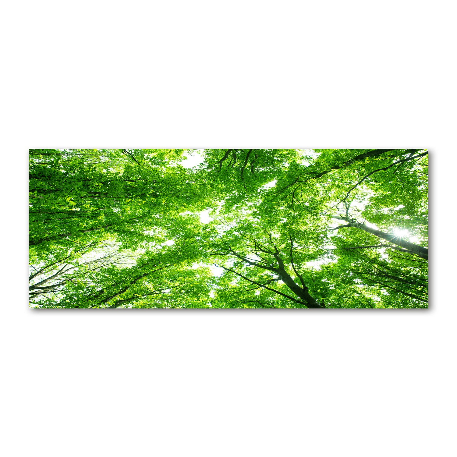 

Foto obraz akryl nowoczesny Zielony las 125x50cm