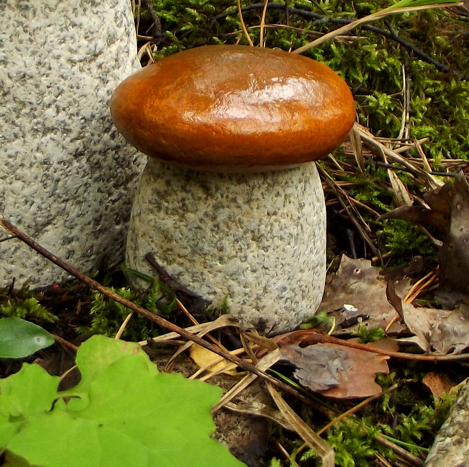 kamień do ogrodu figurka grzyb dekoracja prezent Kod producenta 5903641173506