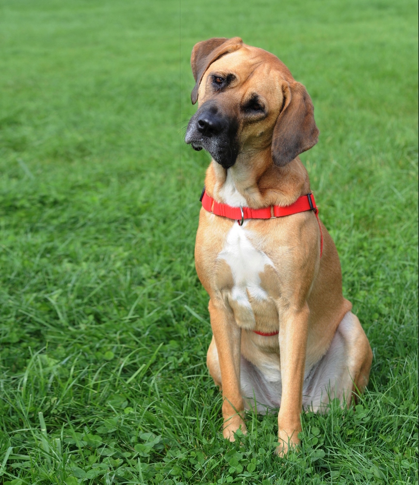 Levně Dingo postroj pro psa easy walk černý, velikost 70