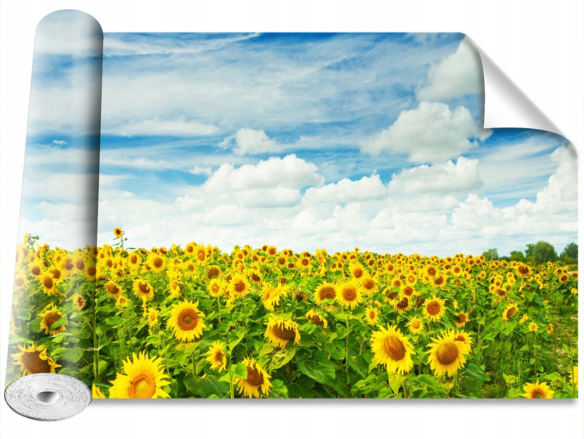 

Fototapeta Samoprzylepna Pole słoneczniki 104x70