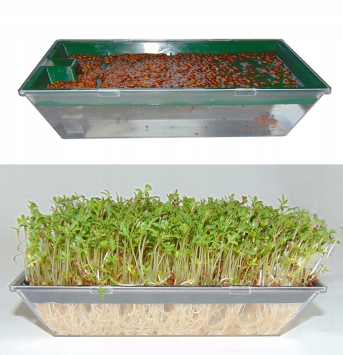 DUŻA KIEŁKOWNICA NACZYN KIEŁKOWANIA NASION KIEŁKI Marka inna