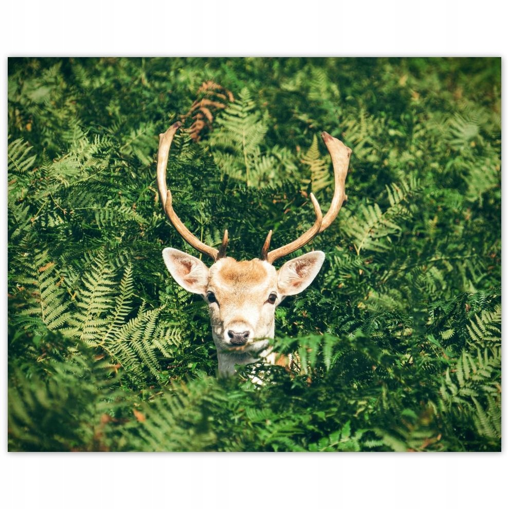 

Plakat 50x40 Jeleń Jelenie Rogacz