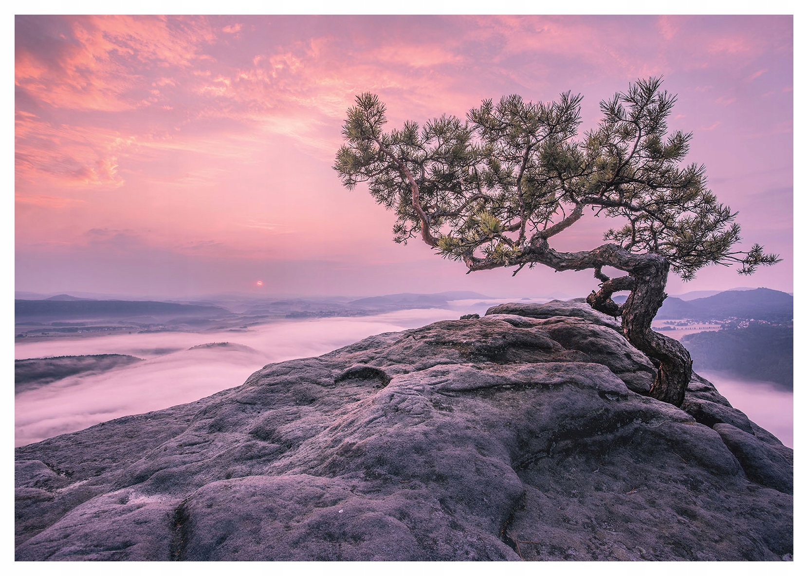Fototapeta Strom na skale v hmle západ slnka 368x280 štrbiny lepidlo