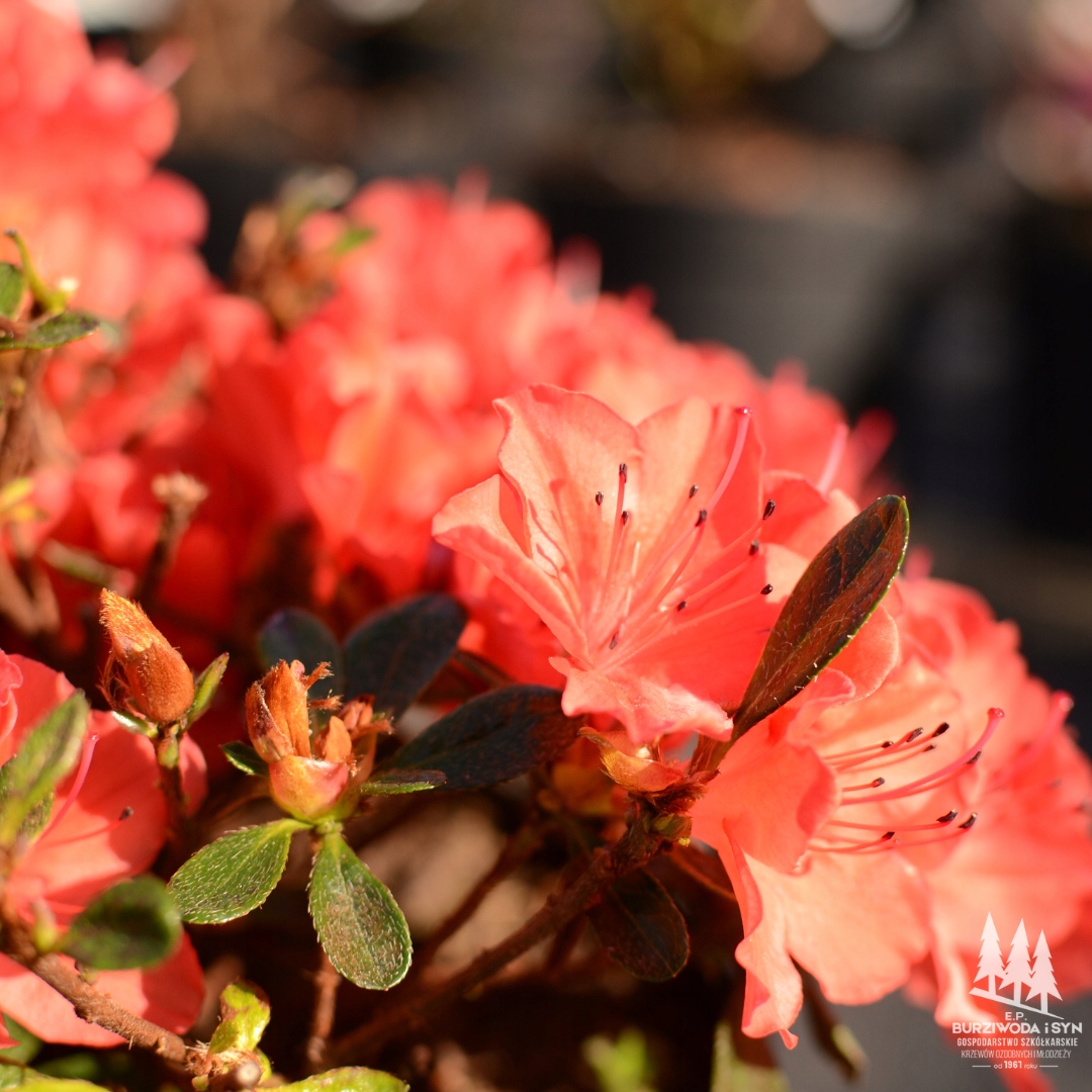 Rododendron | Azalka japonská &quot;Geisha Orange&quot;