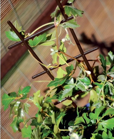 Drabinka Podpórka Do Roślin Brązowa 67cm Idr4-R222 Prosperplast Wysokość produktu 67 cm