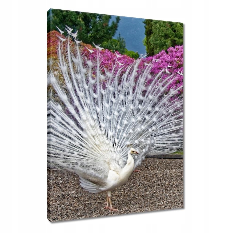 

Obrazy 80x120 Ptaki Ptaszki Ptactwo