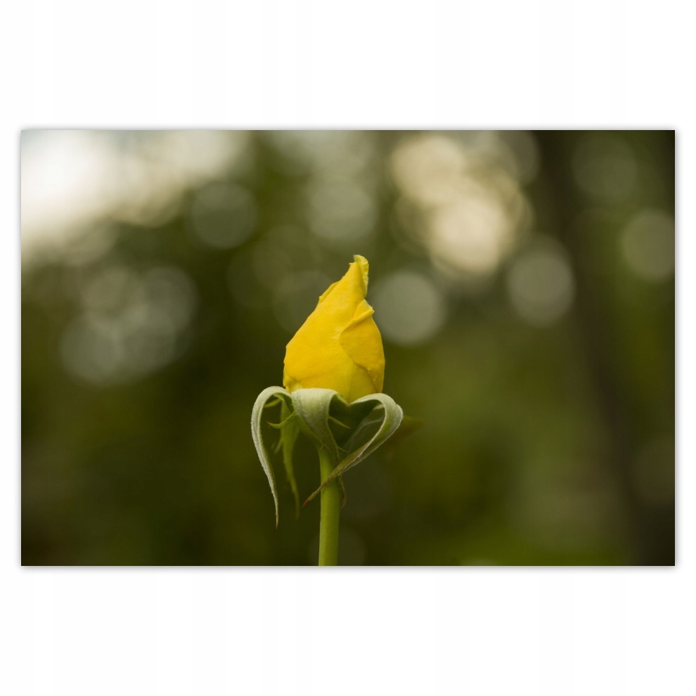 

Plakaty 93x62 Żółta róża