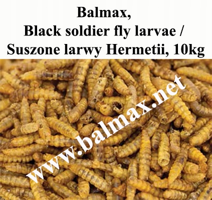 Balmax, larvy Hermetii, Hermetia, Black soldier fly larvae, pro ryby, 10 kg