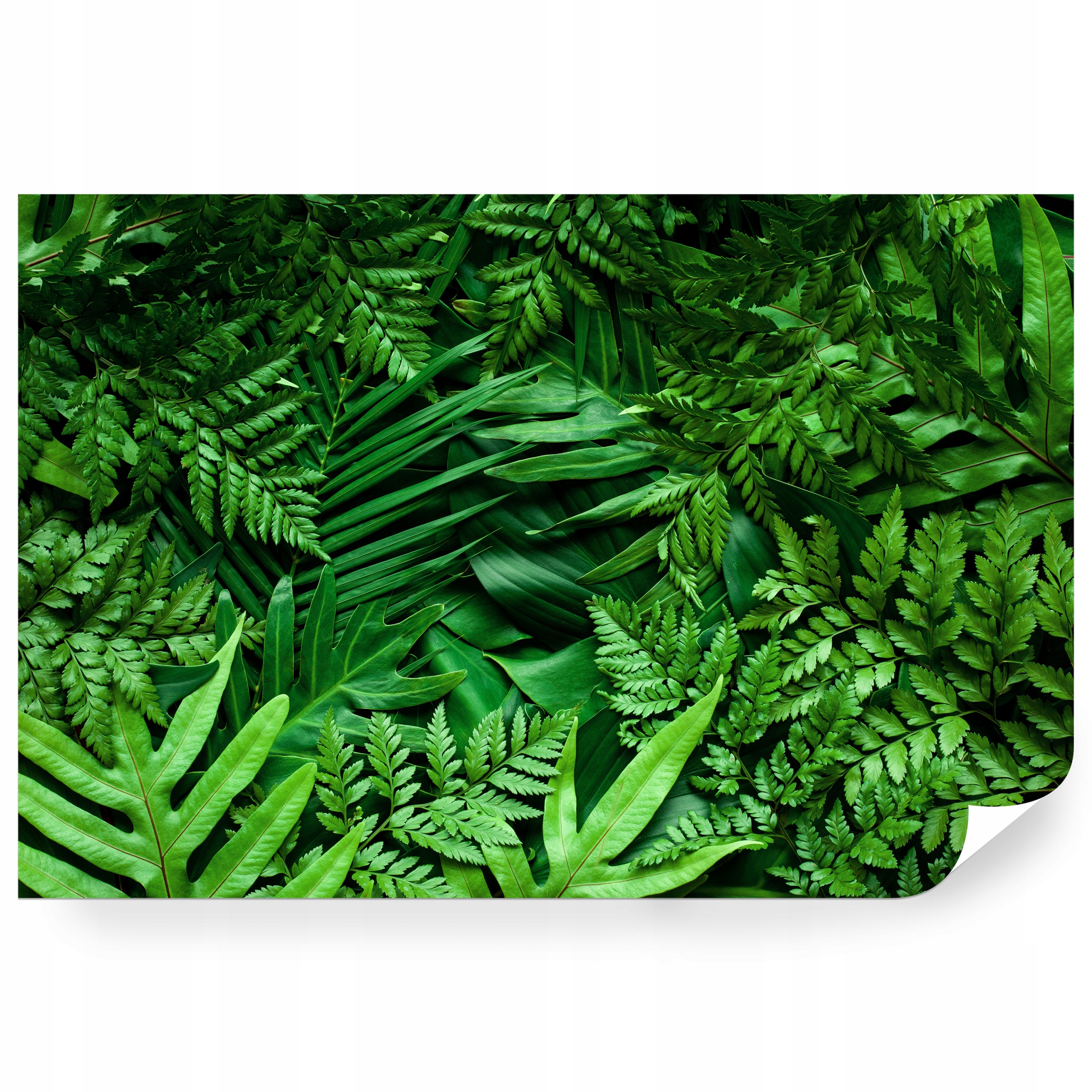 Fototapeta samolepicí Monstera A Palma Na Tmavém Pozadí 450 x 300 cm