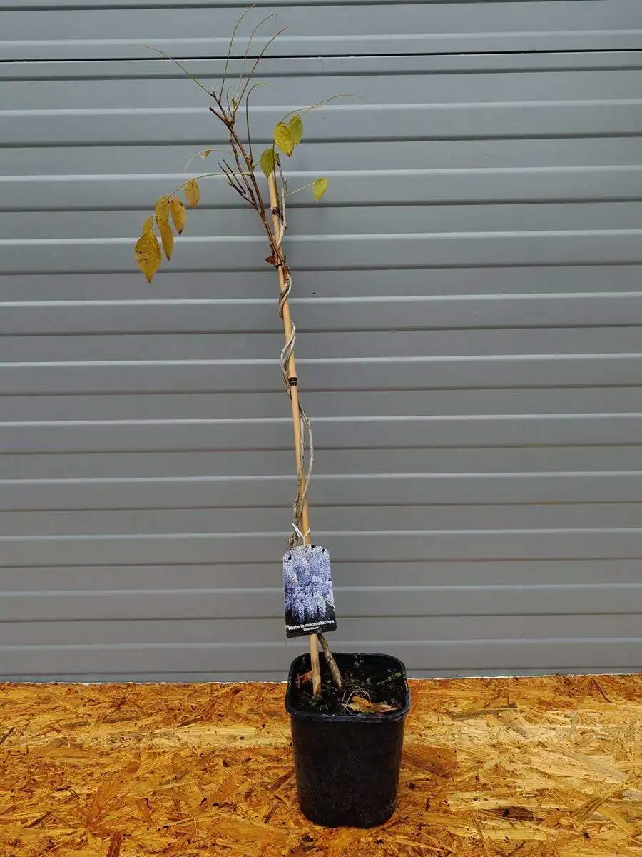 Glicynia kwiecista BLUE MOON