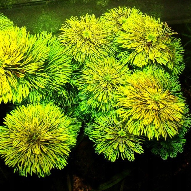 Limnophila sessiliflora - RA koszyk duży XXL