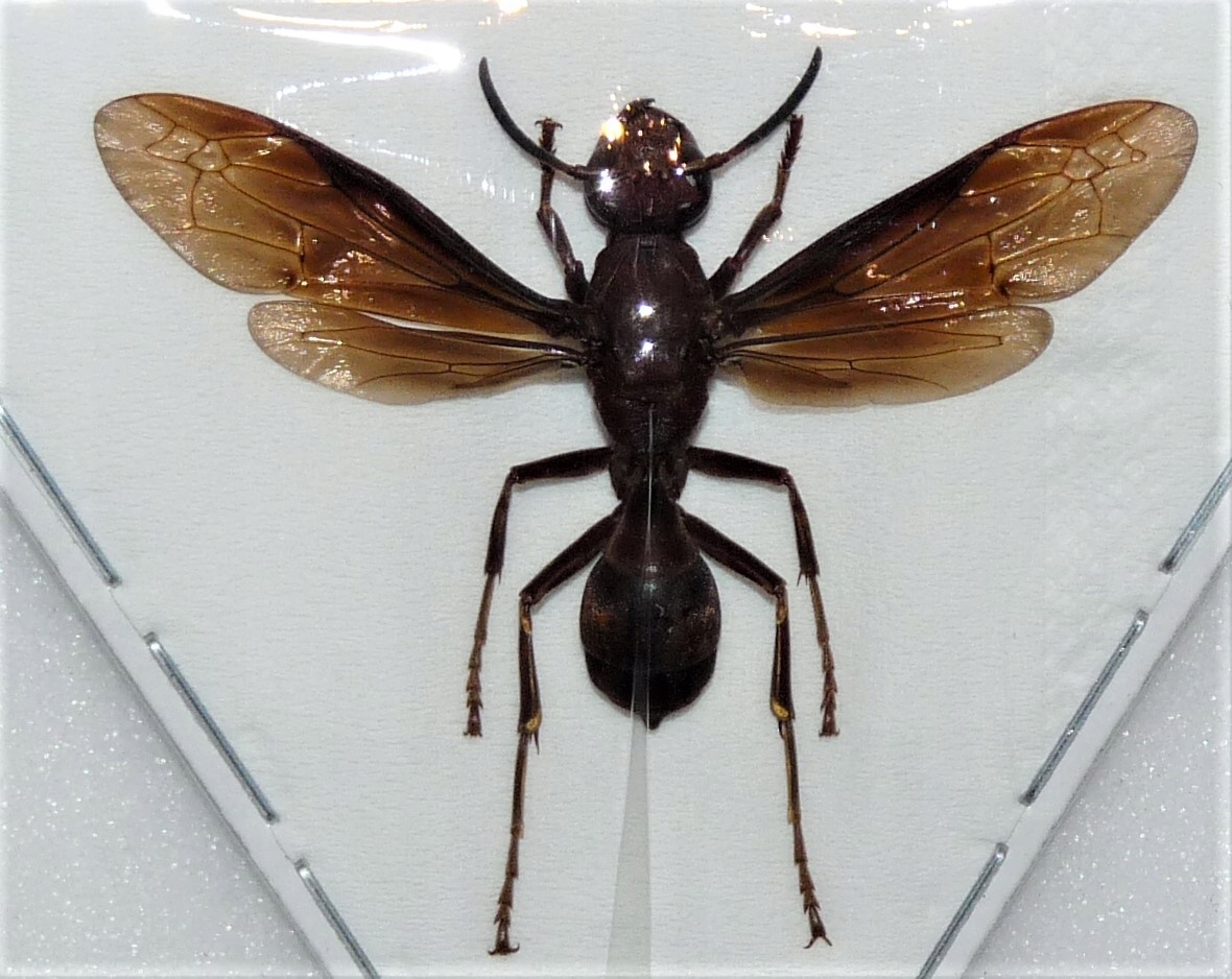Polistes tenebricosus 40mm .