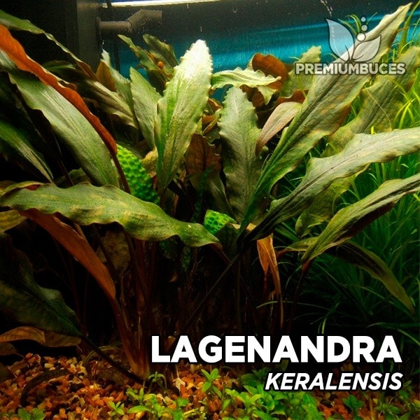 Lagenandra KERALENSIS - jedyna na Allegro - RARYTAS - PROMOCJA