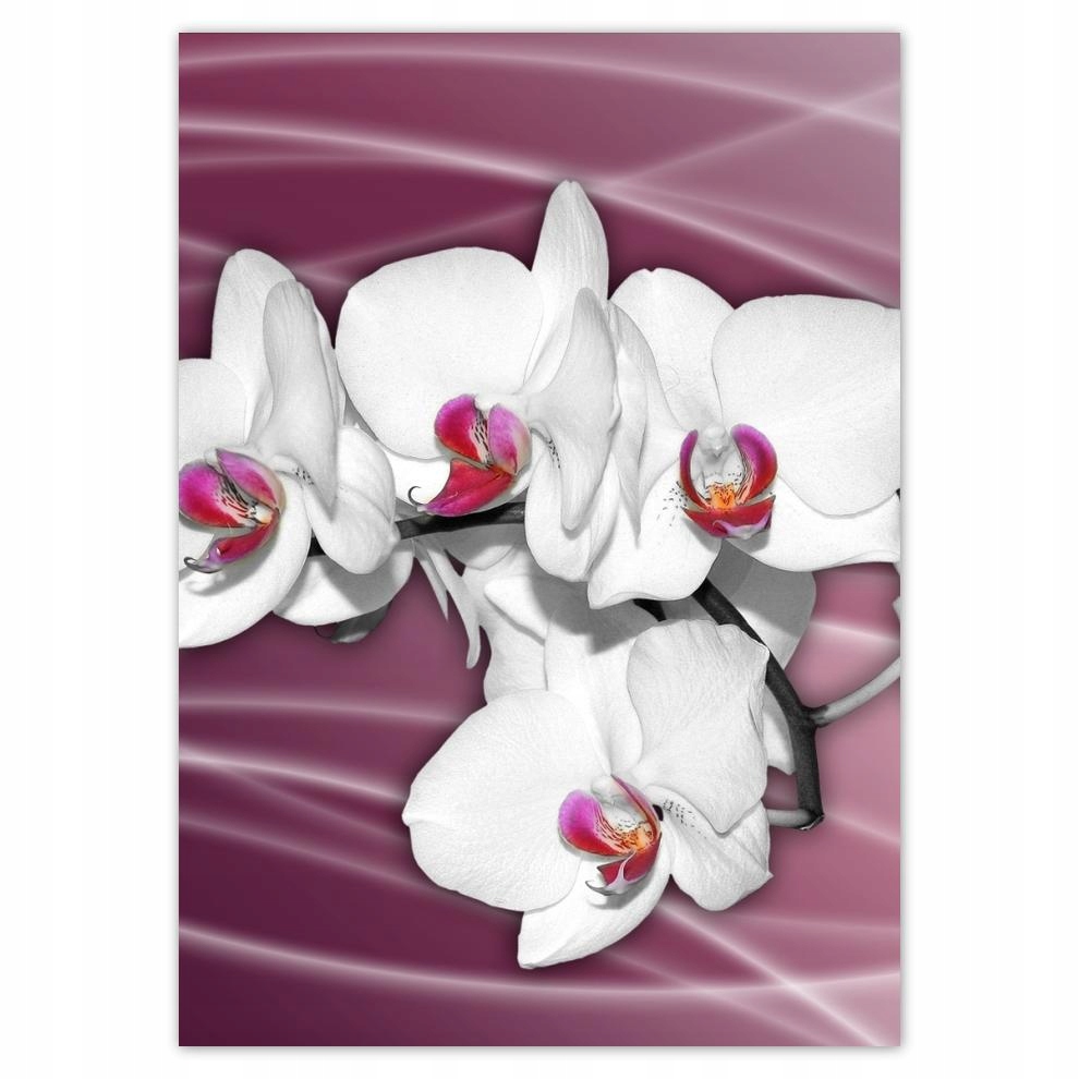 

Naklejki 50x70 Piękna Orchidea Kwiaty