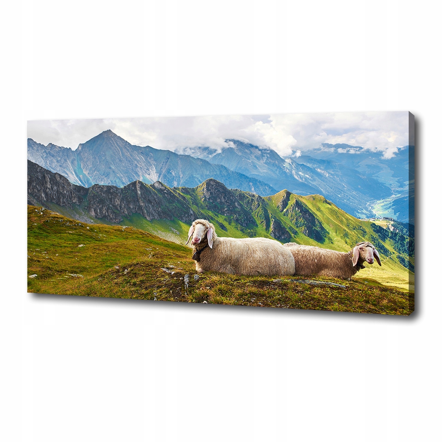 

Foto obraz na płótnie Owce w Alpach 125x50 cm