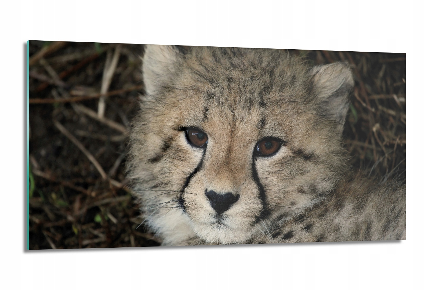 kalený kuchynský panel Malý gepard 100x50 s fotografiou