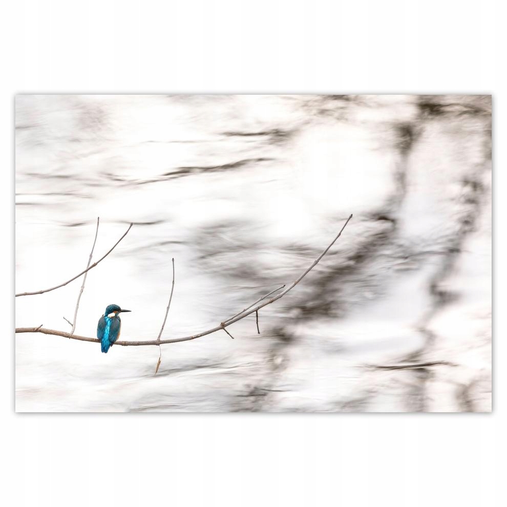 

Plakaty 60x40 Ptaki Ptaszki Ptactwo