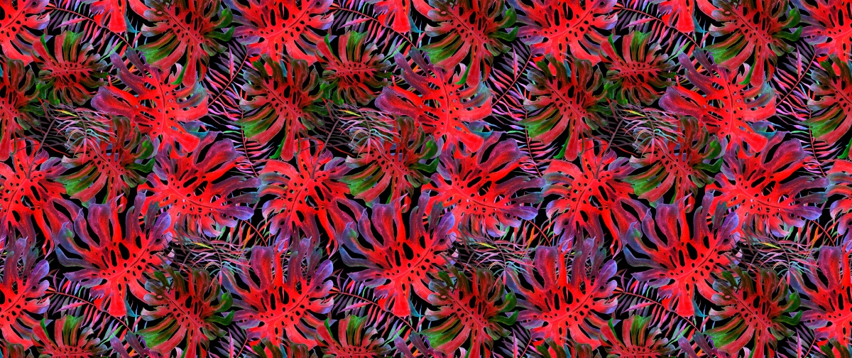 

Fototapeta Flizelinowa Monstera dziurawa 250x104