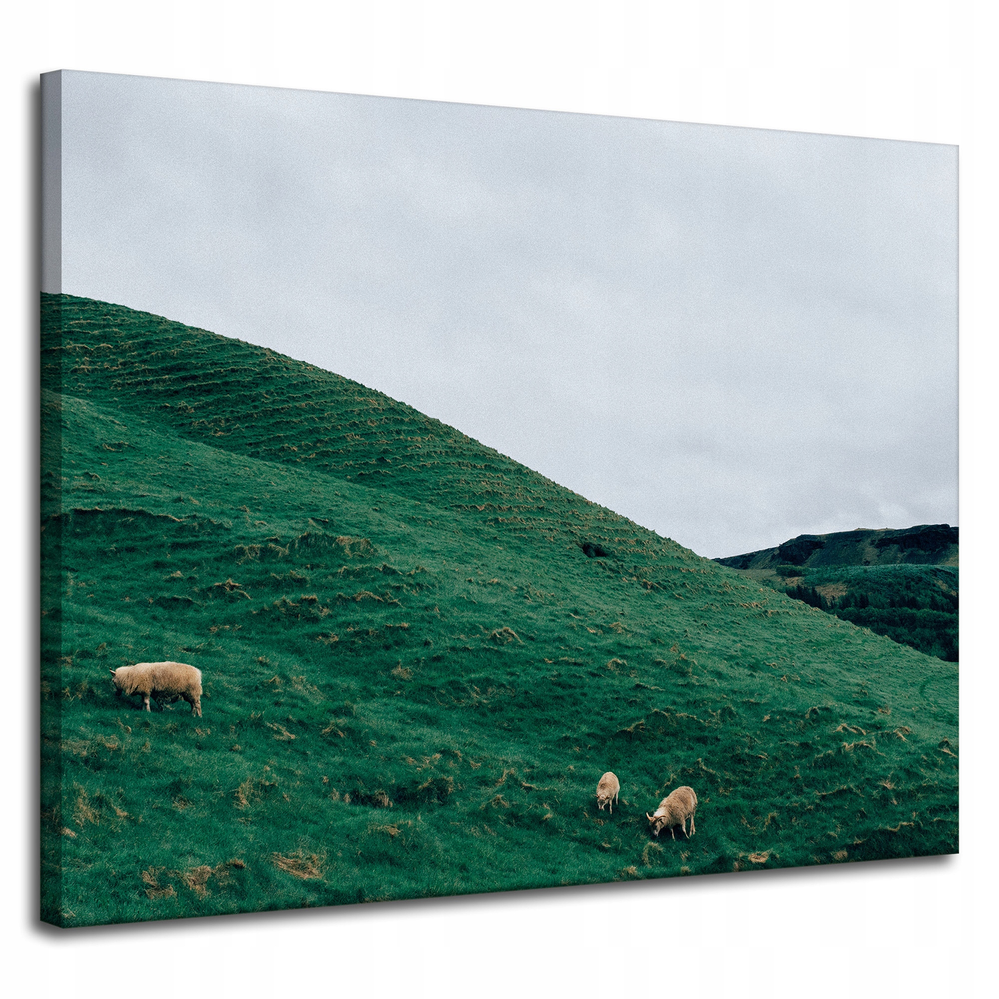 Obraz Canvas Příroda Pastvina v horách 100x80 cm