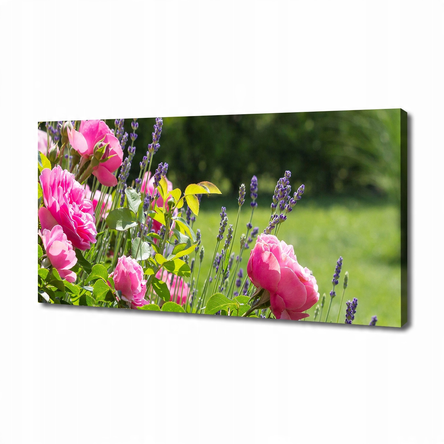 

Foto obraz canvas na ścianę Dzika róża 140x70 cm