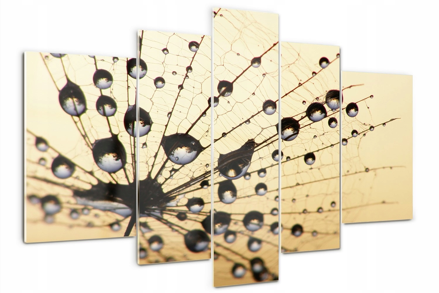 

Foto Obraz szklany tryptyk Nasiono dmuchawca