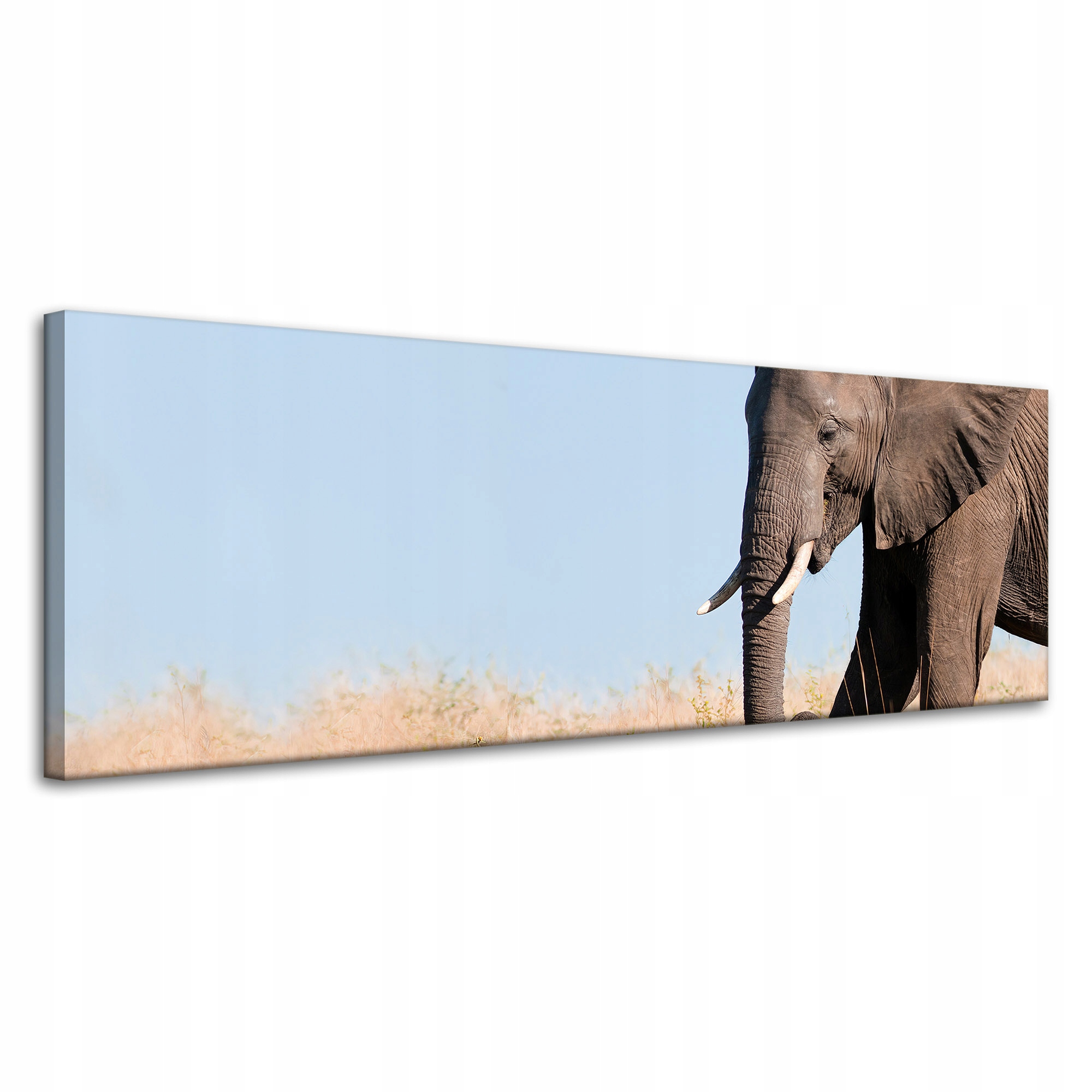 Obraz na plátně Šedý velký slon s trubkou Savana Teplo 120x40 cm