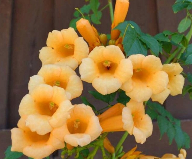 Milin amerykański 'Flava' (Campsis radicans)