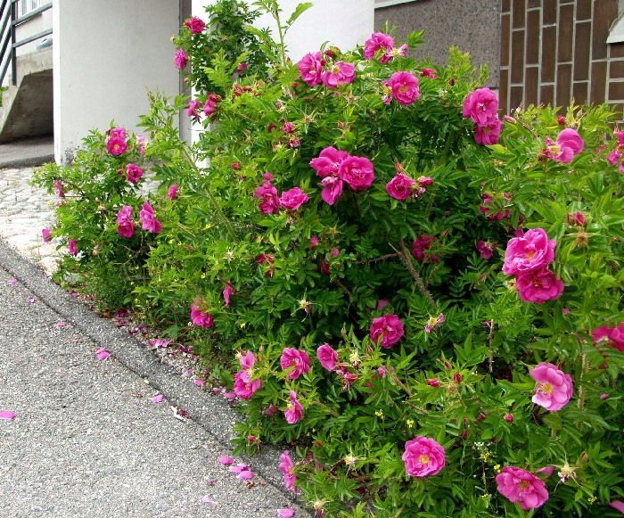 RÓŻA RUGOSA pomarszczona 25 CM sadzonka w pojemniku na przetwory
