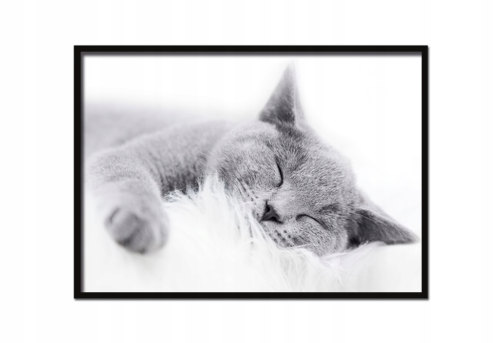 

Obraz, Plakat W Ramie 53x73 cm Kot P502 poziom