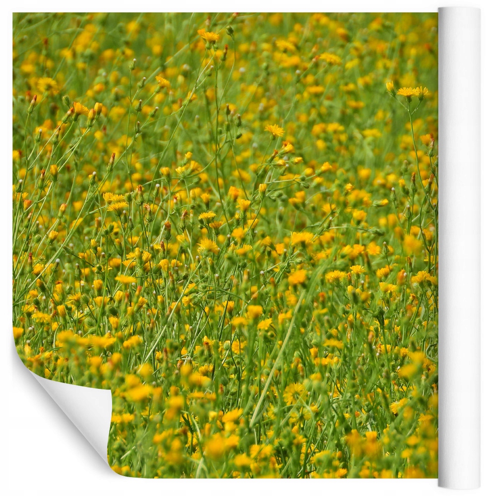 Fototapeta květiny zeleň příroda jídelna 240x360
