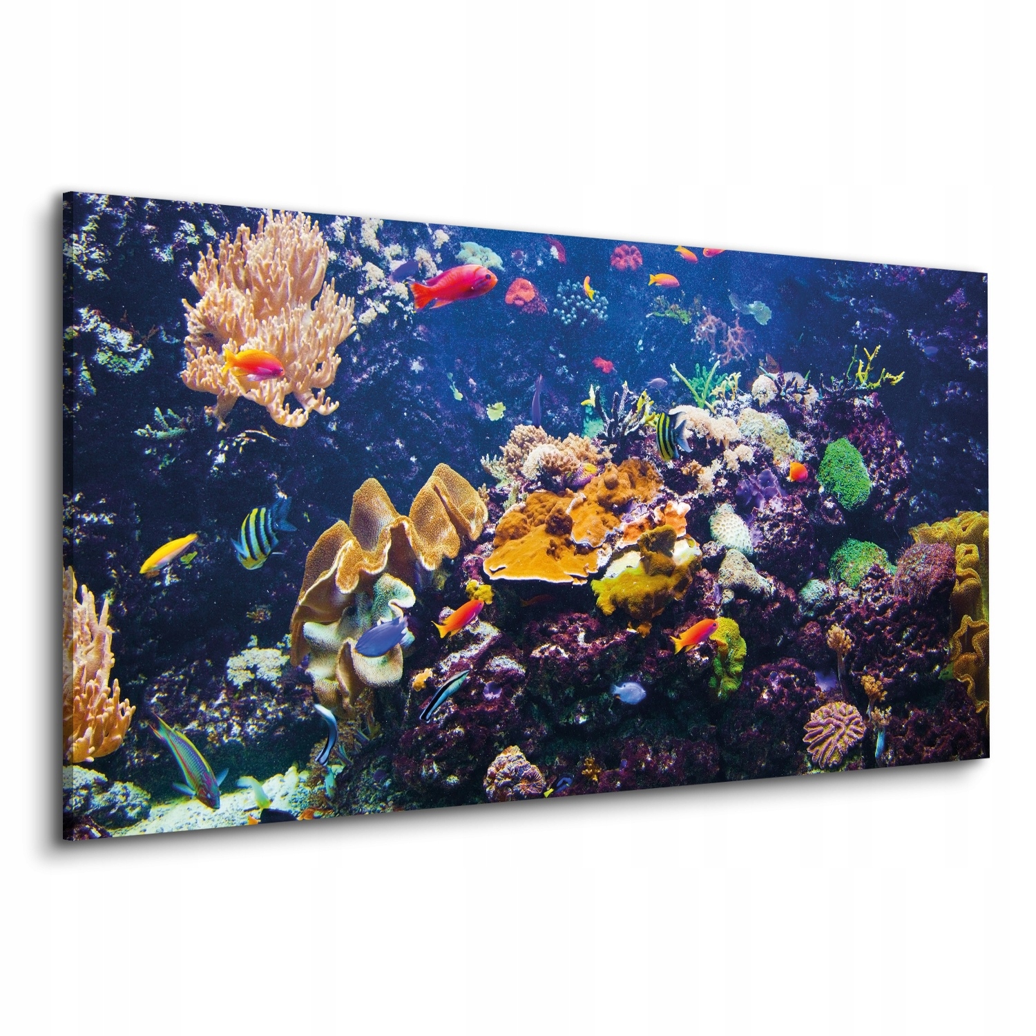 Obraz na plátně 120x60 Fauna korálový útes