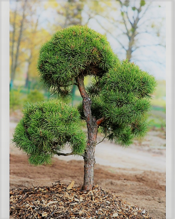 Сосна черная PINUS nigra саженцы 30-40 см бонсай