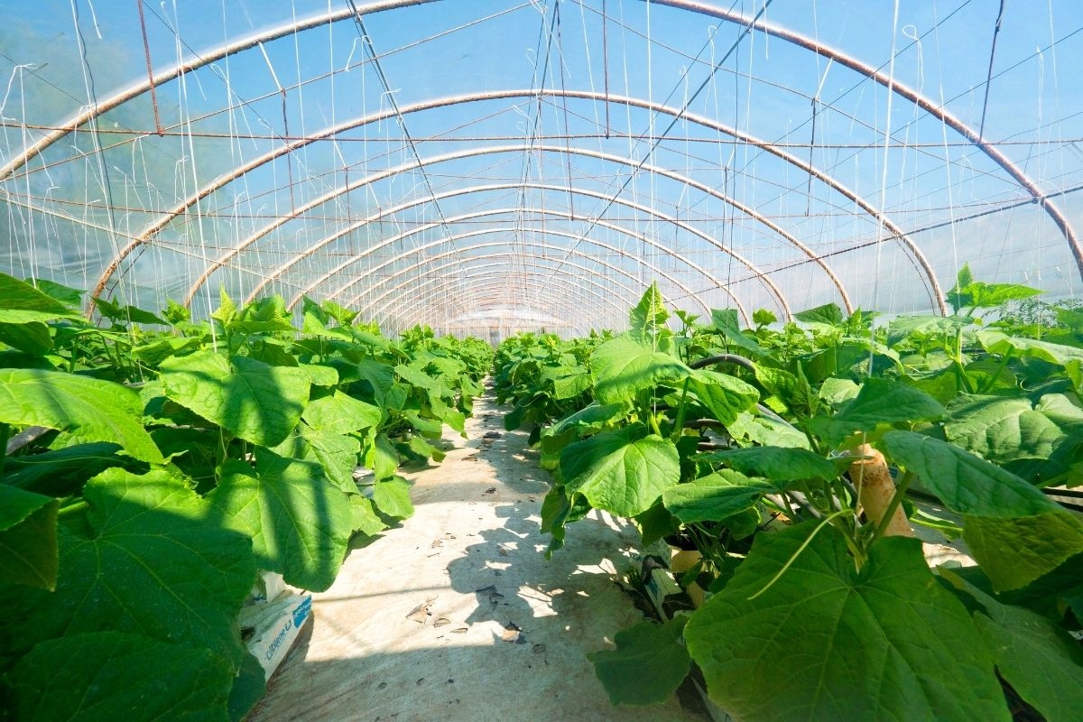 FOLIA OGRODNICZA TUNELOWA szklarnia tunel na warzywa UV 4-SEZONOWA 8x5m Kod producenta Folia tunelowa UV