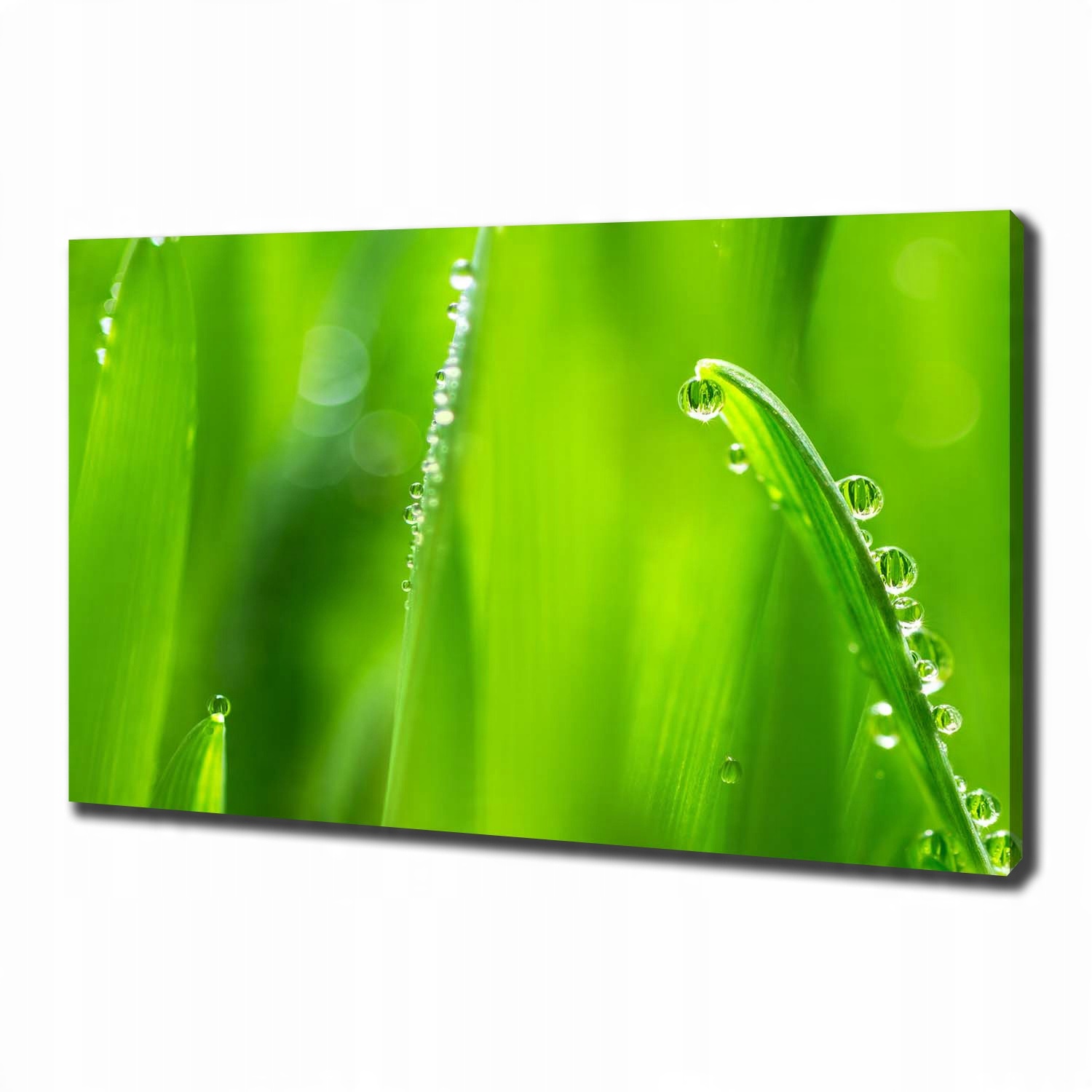 

Foto obraz canvas na ścianę Młody owies 100x70 cm