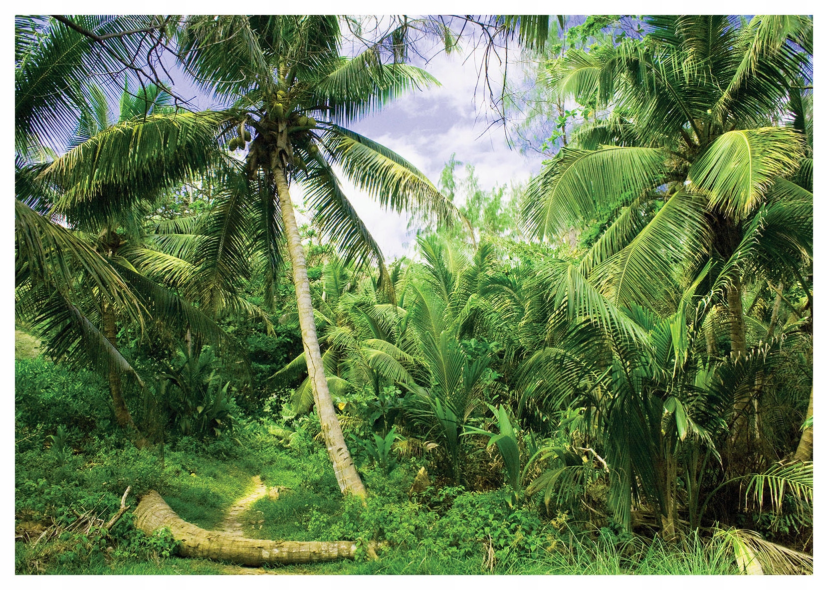 Fototapeta Tropický ráj Palmy Džungle Klid a exotika 208x146 lepidlo