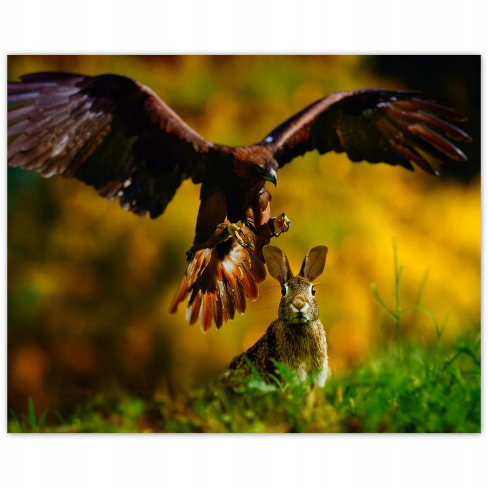 

Plakat 50x40 Zwierzęta Zwierzątka