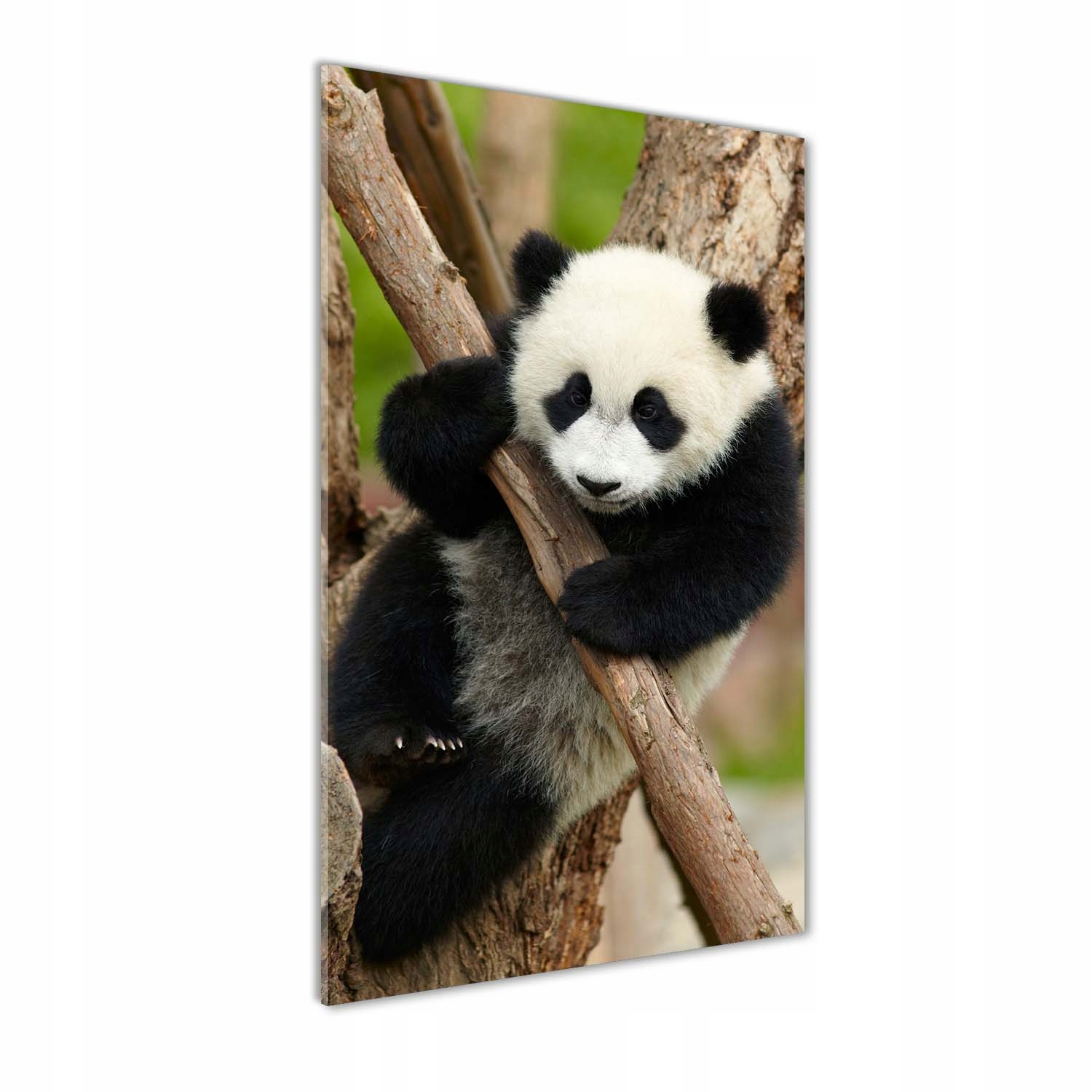 

Foto obraz szkło akrylowe Panda na drzewie 70x140