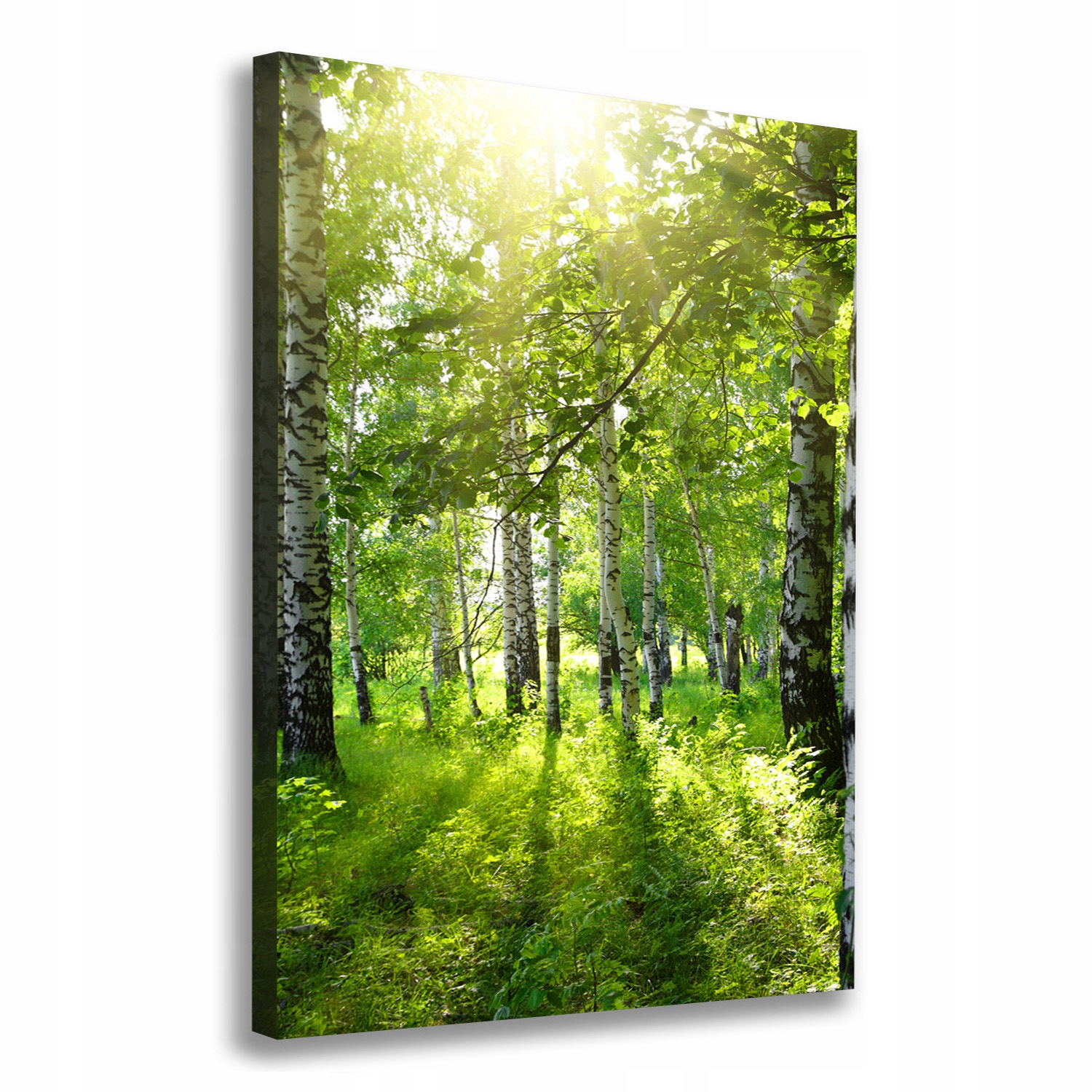 Fotoobraz canvas do obývacího pokoje Březový les 70x100