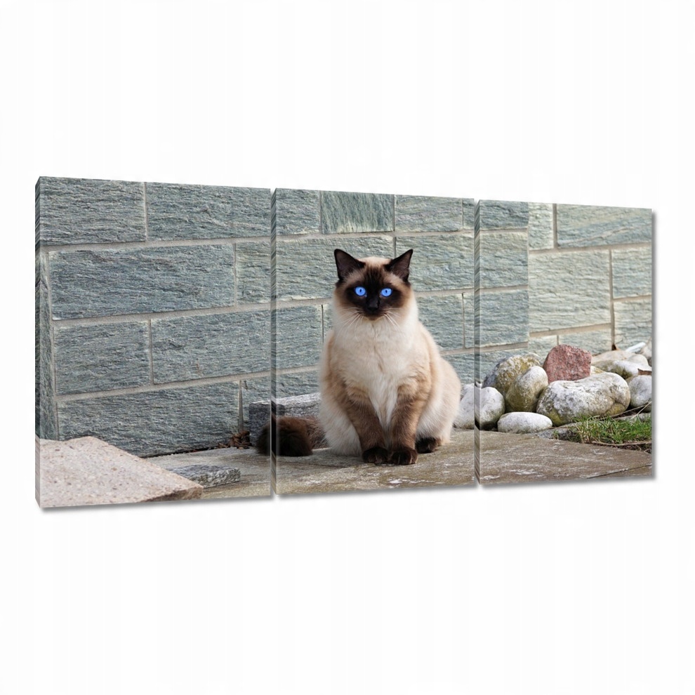 

Obrazy 120x60 Kot Kotek Kotki Kicia
