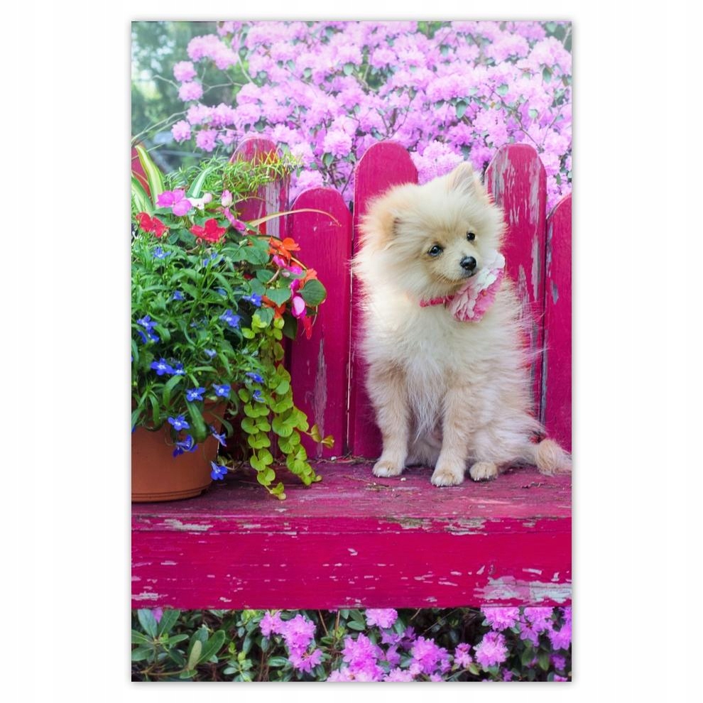 

Plakaty 40x60 Pies Piesek Psiaki