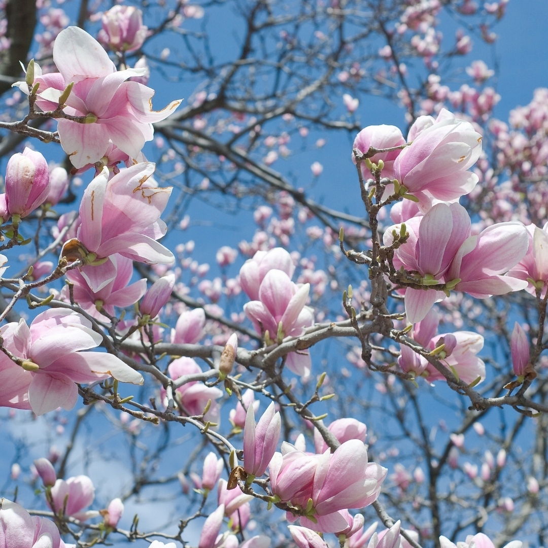 Zapach do świec wosku olejek zapachowy 30ml MAGNOLIA EAN (GTIN) 5904474659649