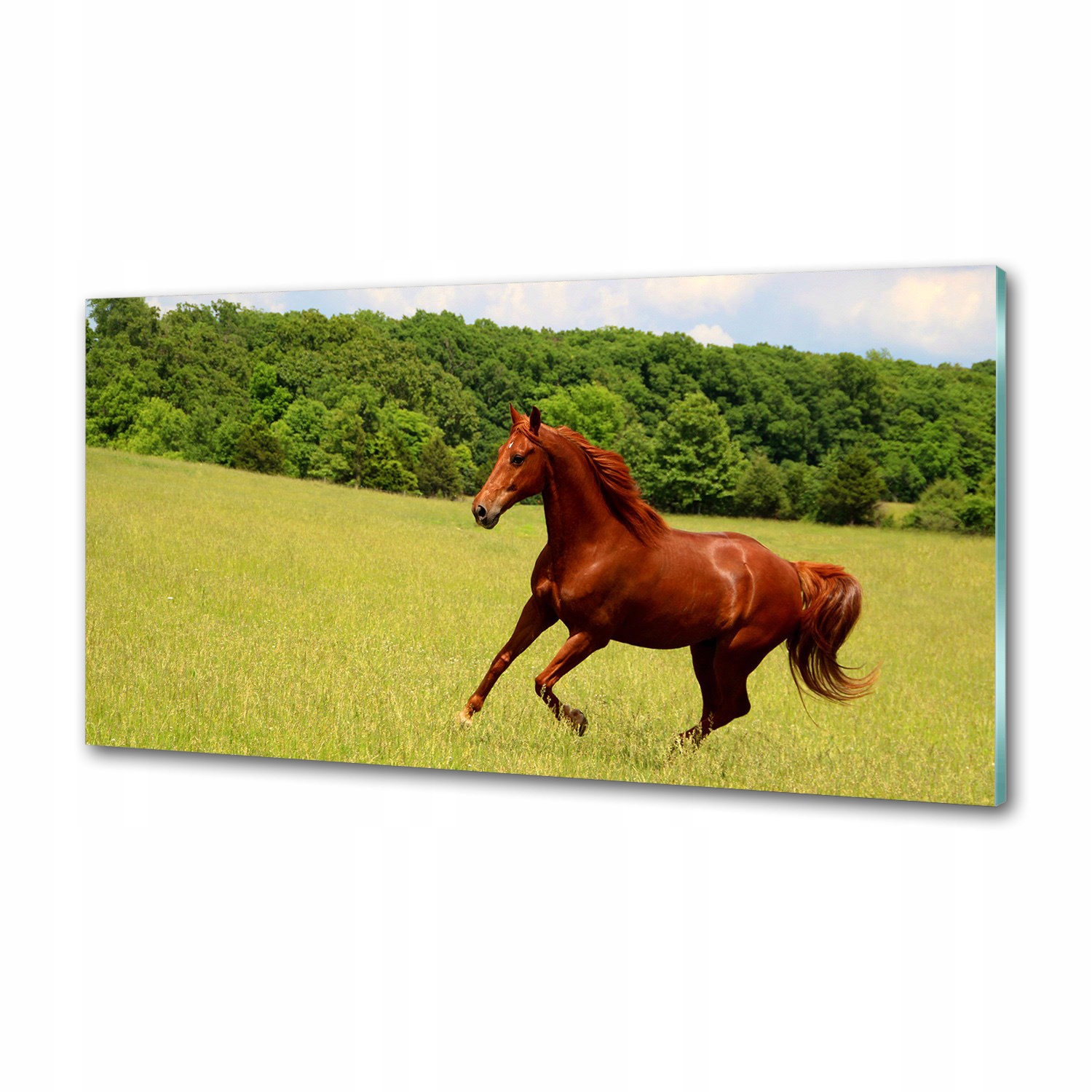 Panel dekor sklo Kôň na lúke 100x50 cm Lepidlo