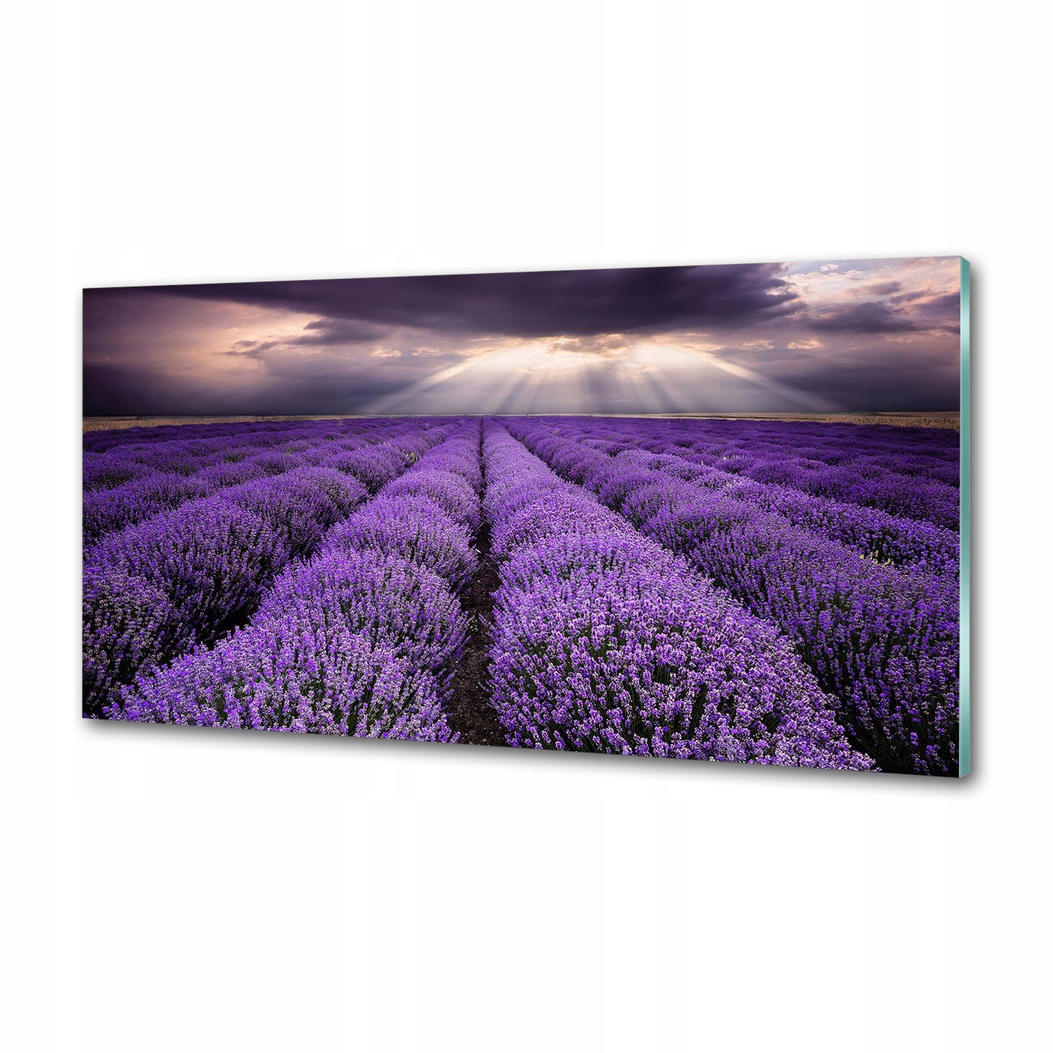 Panel dekor sklo Pole levandule 100x50 cm Lepidlo