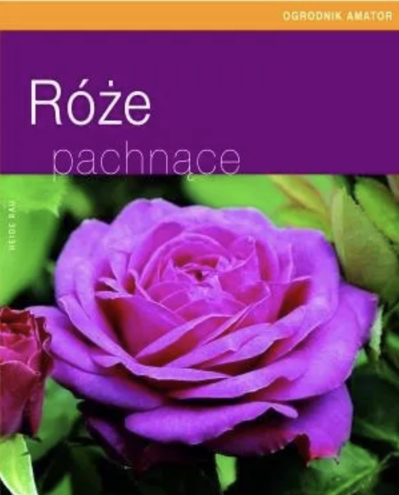 Róże Pachnące Heide Rau