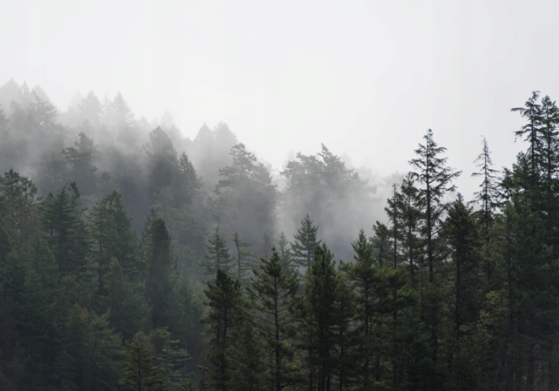 Fototapeta Hmlistý tmavý les 400 x 280 cm štruktúra 350 g